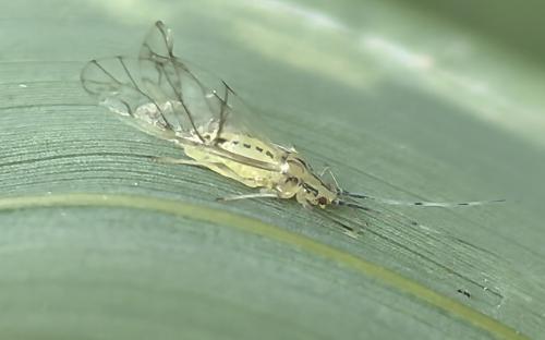 Takecallis arundinariae